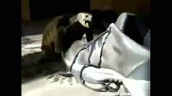 Novos Turtle grabbing a shoe principais clipes